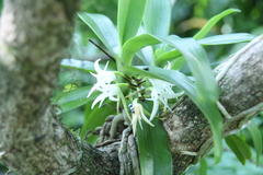 Cyrtorchis arcuata