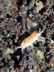 Trichoniscoides machadoi