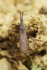 Pygolampis bidentata