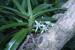 Cyrtorchis arcuata