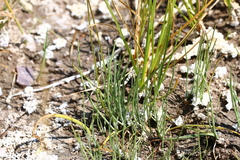 Triglochin concinna debilis