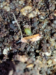 Trichoniscoides machadoi