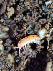 Trichoniscoides machadoi