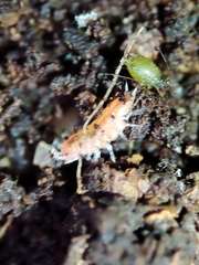 Trichoniscoides machadoi