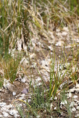 Triglochin concinna debilis