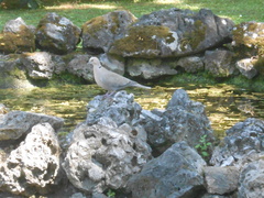 Streptopelia decaocto