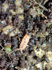 Trichoniscoides machadoi