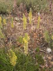 Plantago maritima serpentina