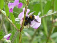 Bombus terrestris