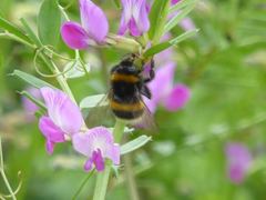 Bombus terrestris