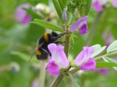 Bombus terrestris