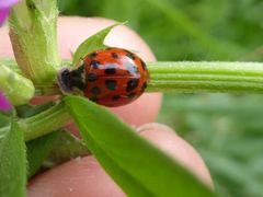 Harmonia axyridis