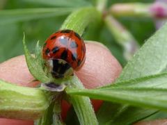 Harmonia axyridis