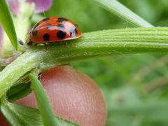 Harmonia axyridis