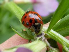 Harmonia axyridis