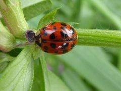 Harmonia axyridis