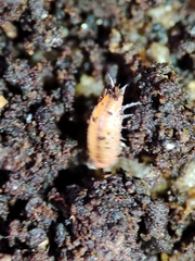 Trichoniscoides machadoi