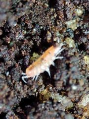 Trichoniscoides machadoi