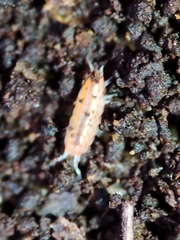 Trichoniscoides machadoi