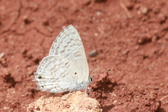 Anthene livida