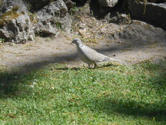 Streptopelia decaocto