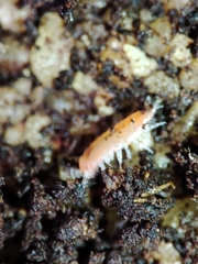 Trichoniscoides machadoi