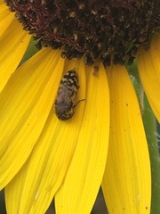 Acmaeodera mixta