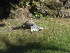 Streptopelia decaocto
