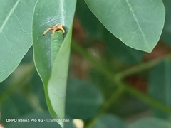 Polyura hebe