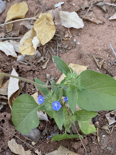 Jacquemontia tamnifolia image