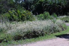 Helichrysum panduratum