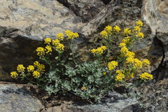 Odontarrhena argentea