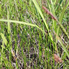 Eleocharis kamtschatica