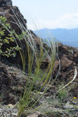 Stipa etrusca