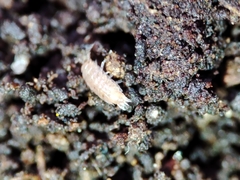 Trichoniscus pusillus