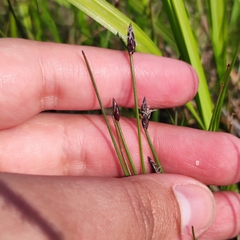 Eleocharis kamtschatica