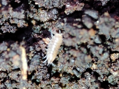 Trichoniscus pusillus