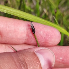 Eleocharis kamtschatica