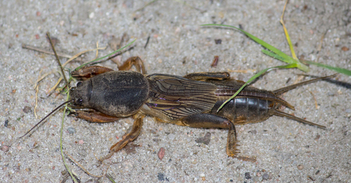 European Mole Cricket