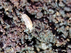 Trichoniscus pusillus