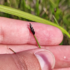 Eleocharis kamtschatica