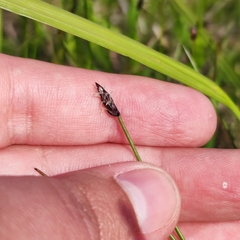 Eleocharis kamtschatica