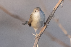 Prinia lepida
