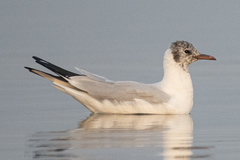 Chroicocephalus ridibundus