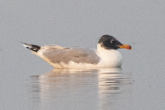 Ichthyaetus ichthyaetus