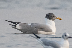 Ichthyaetus ichthyaetus