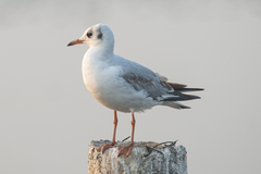 Chroicocephalus ridibundus