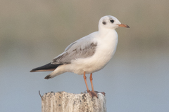 Chroicocephalus ridibundus