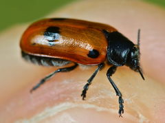 Clytra quadripunctata