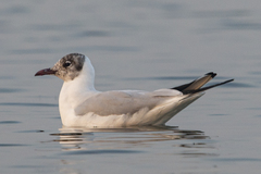 Chroicocephalus ridibundus